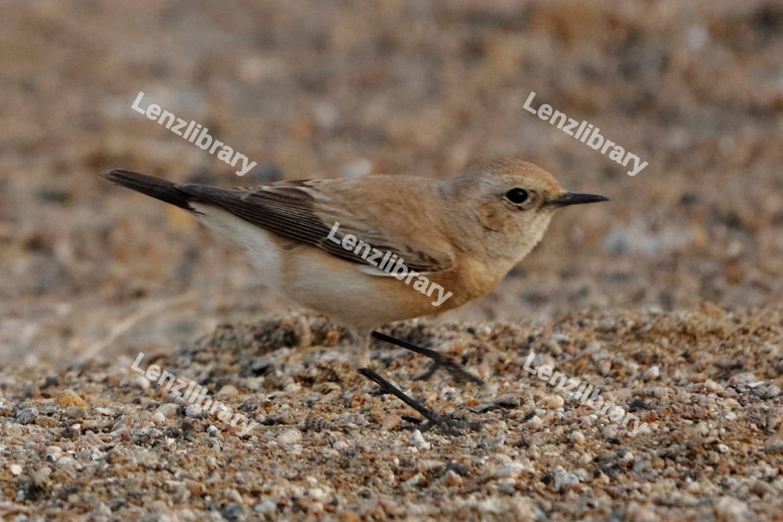 Bluethroat bird on the ground